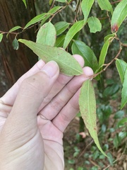 Vaccinium kengii