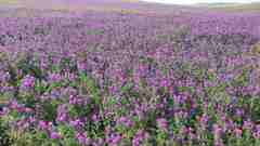 Astragalus davuricus