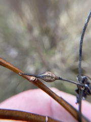 Neolasioptera convolvuli