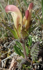 Pedicularis capitata