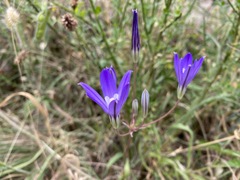 Brodiaea coronaria
