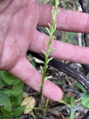 Platanthera transversa