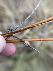 Neolasioptera convolvuli