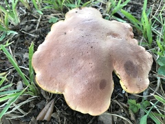 Lanmaoa