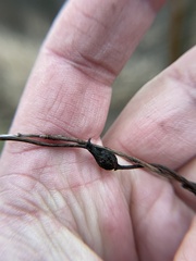 Neolasioptera convolvuli