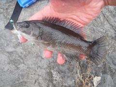 Tautogolabrus adspersus