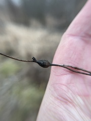 Neolasioptera convolvuli