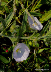 Angiospermae