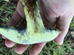 Lanmaoa