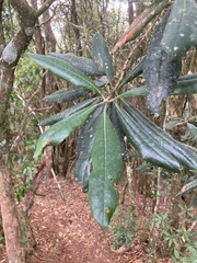 Rhododendron formosanum