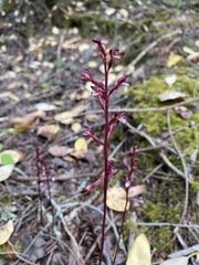 Corallorhiza maculata maculata