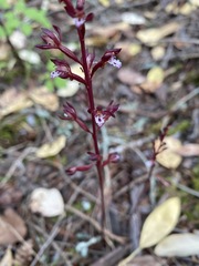 Corallorhiza maculata maculata