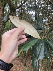 Rhododendron formosanum