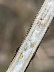 Antistrophus