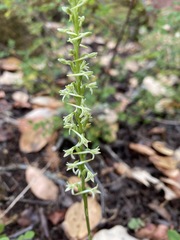 Platanthera transversa