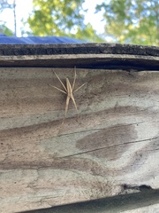 Pisaurina dubia