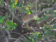 Ixobrychus sinensis