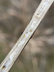Antistrophus