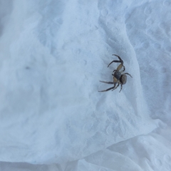 Misumenoides athleticus