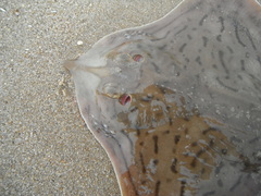 Rostroraja eglanteria