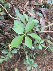 Pieris japonica taiwanensis