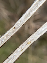 Antistrophus