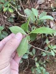 Pieris japonica taiwanensis