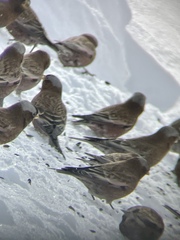 Leucosticte tephrocotis
