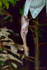 Phaethornis superciliosus