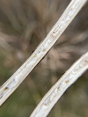 Antistrophus