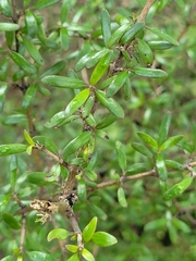 Coprosma microcarpa