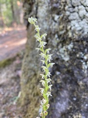 Platanthera ephemerantha