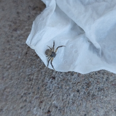 Misumenoides athleticus