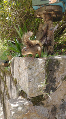 Sciurus aestuans ingrami