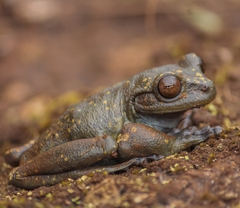 Bokermannohyla martinsi