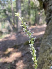 Platanthera ephemerantha
