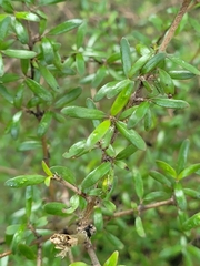 Coprosma microcarpa