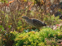 Ixobrychus sinensis