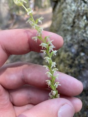 Platanthera ephemerantha