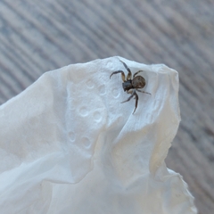 Misumenoides athleticus