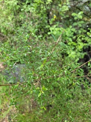 Coprosma microcarpa