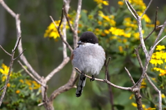 Lanius collaris collaris