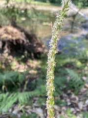 Platanthera ephemerantha
