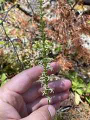 Platanthera transversa