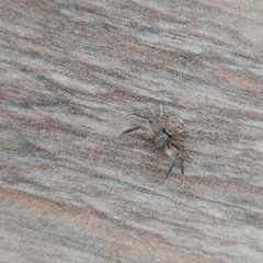 Misumenoides athleticus