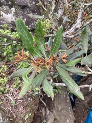 Rhododendron formosanum