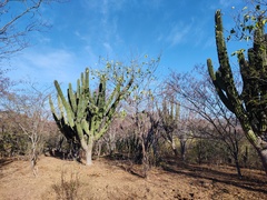Pachycereus pecten-aboriginum