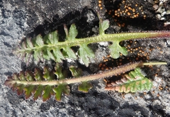 Pedicularis capitata