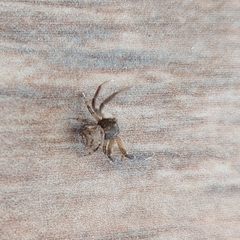 Misumenoides athleticus