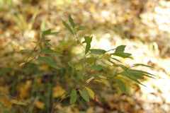 Ditrysinia fruticosa
